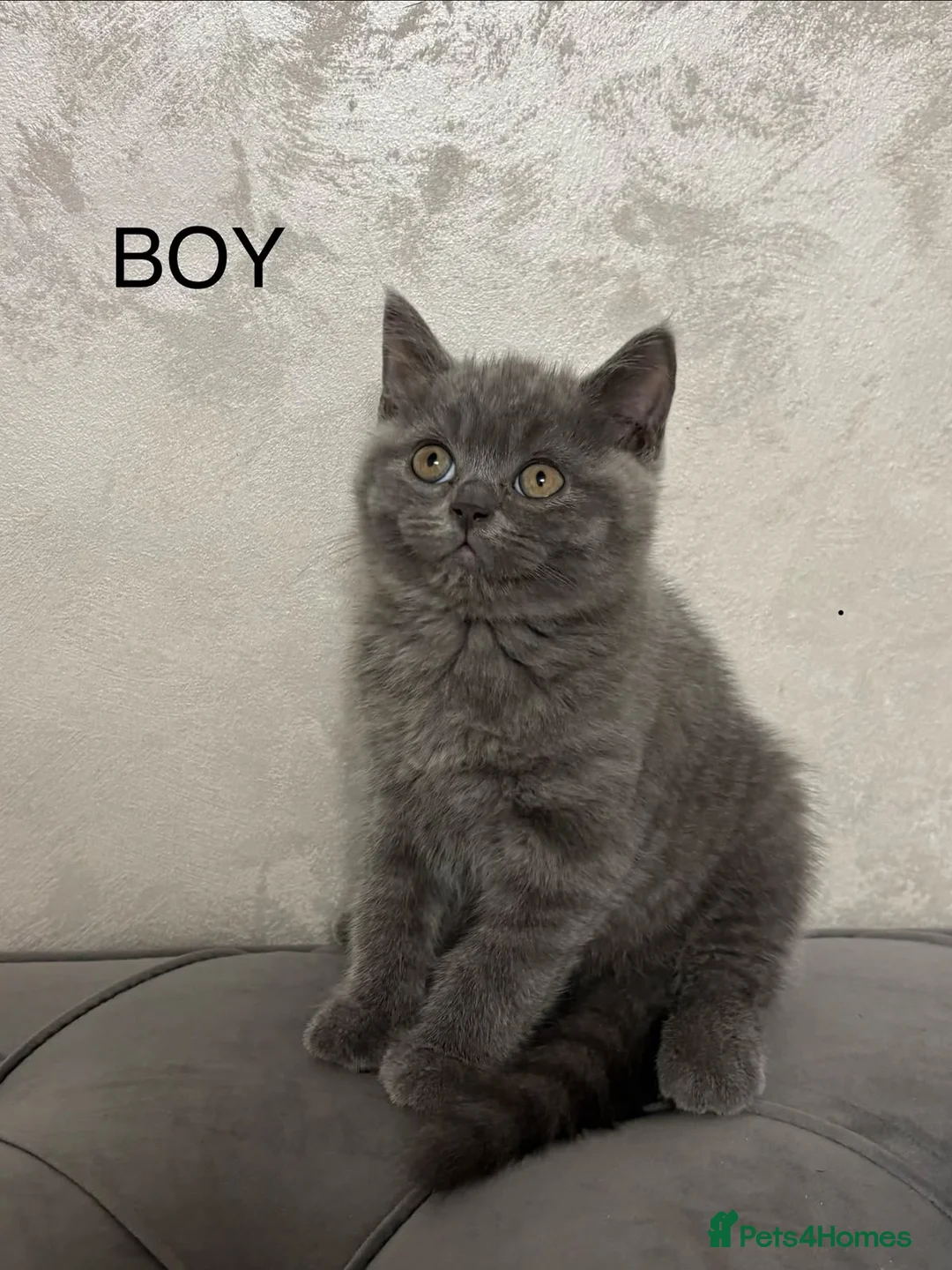 British Shorthair cats for sale: Pure British Shorthair - Advert 7