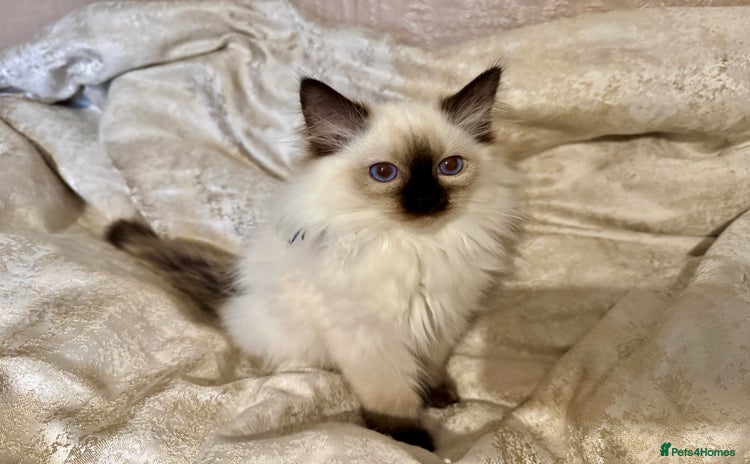 Ragdoll cats - Advert 3