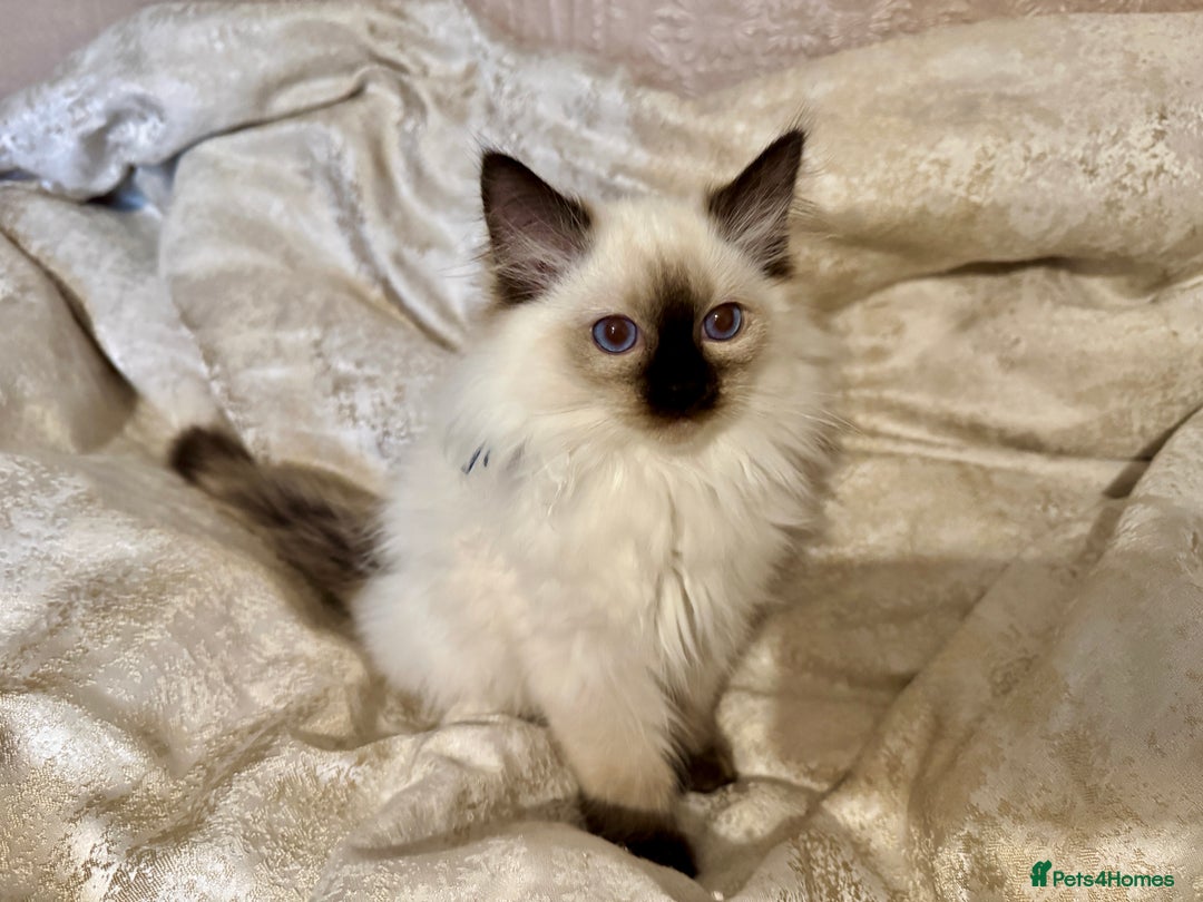 Ragdoll cats for sale: Full Ragdoll kittens  - Image 1