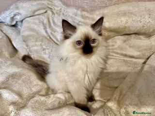 Ragdoll cats - Advert 2