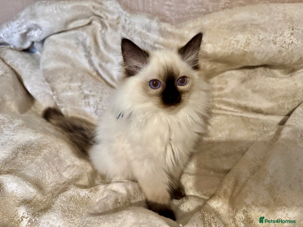 Ragdoll cats - Advert 7