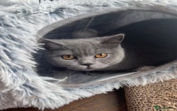 Scottish Fold cats for sale: Scottish Fold Grey Cat - Image 6