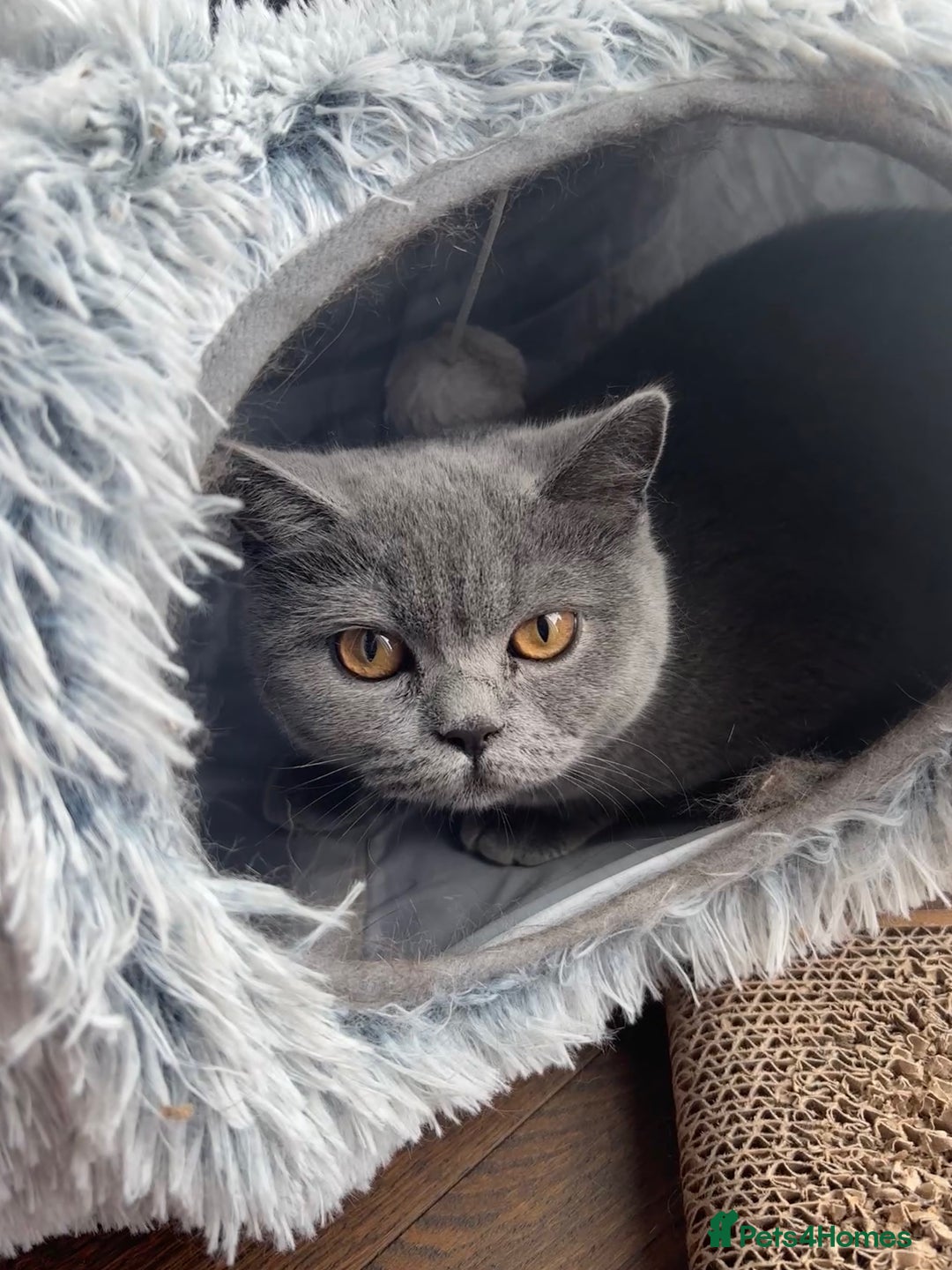 Scottish Fold cats for sale: Scottish Fold Grey Cat - Image 6