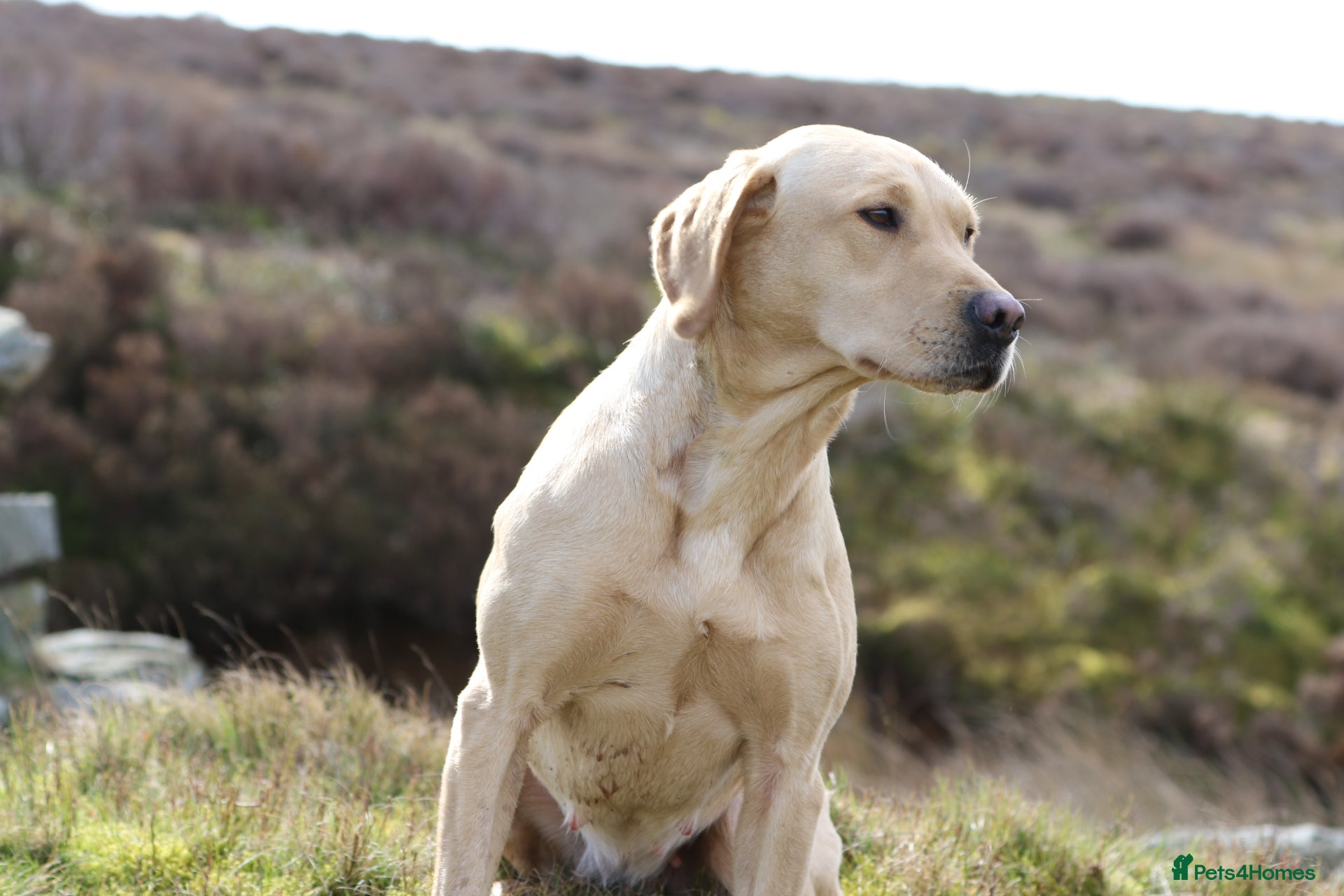 Labrador Retriever dogs 2 Yellow dog pups available - Strong working lines - Advert 2