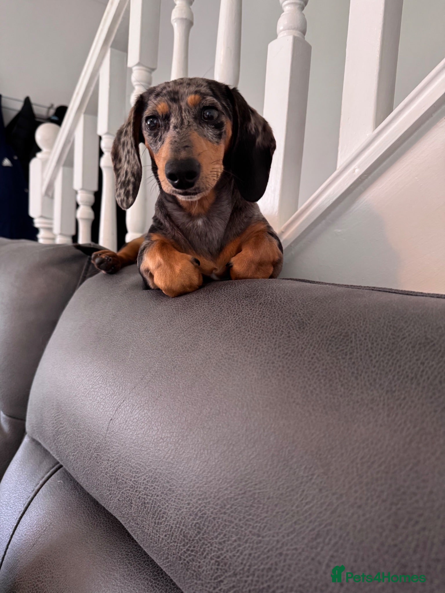 Miniature Dachshund dogs 7 month old female miniature dachshund  - Advert 11