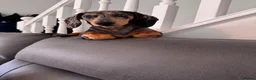 Miniature Dachshund dogs for sale: 7 month old female miniature dachshund  - Advert 1