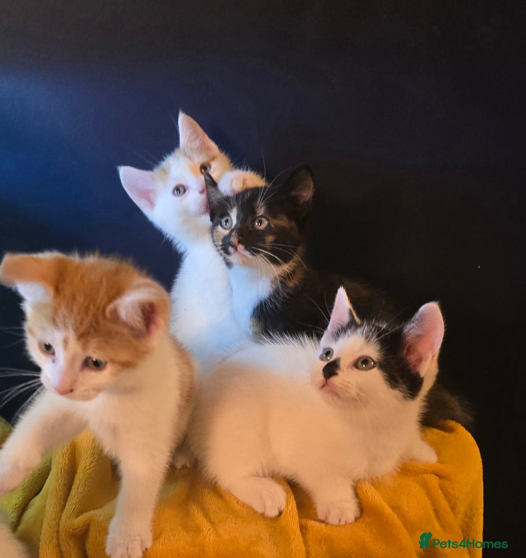 Mixed Breed cats for sale: 4 boys and 2 girls Family-Raised, Well-Socialised  - Image 4