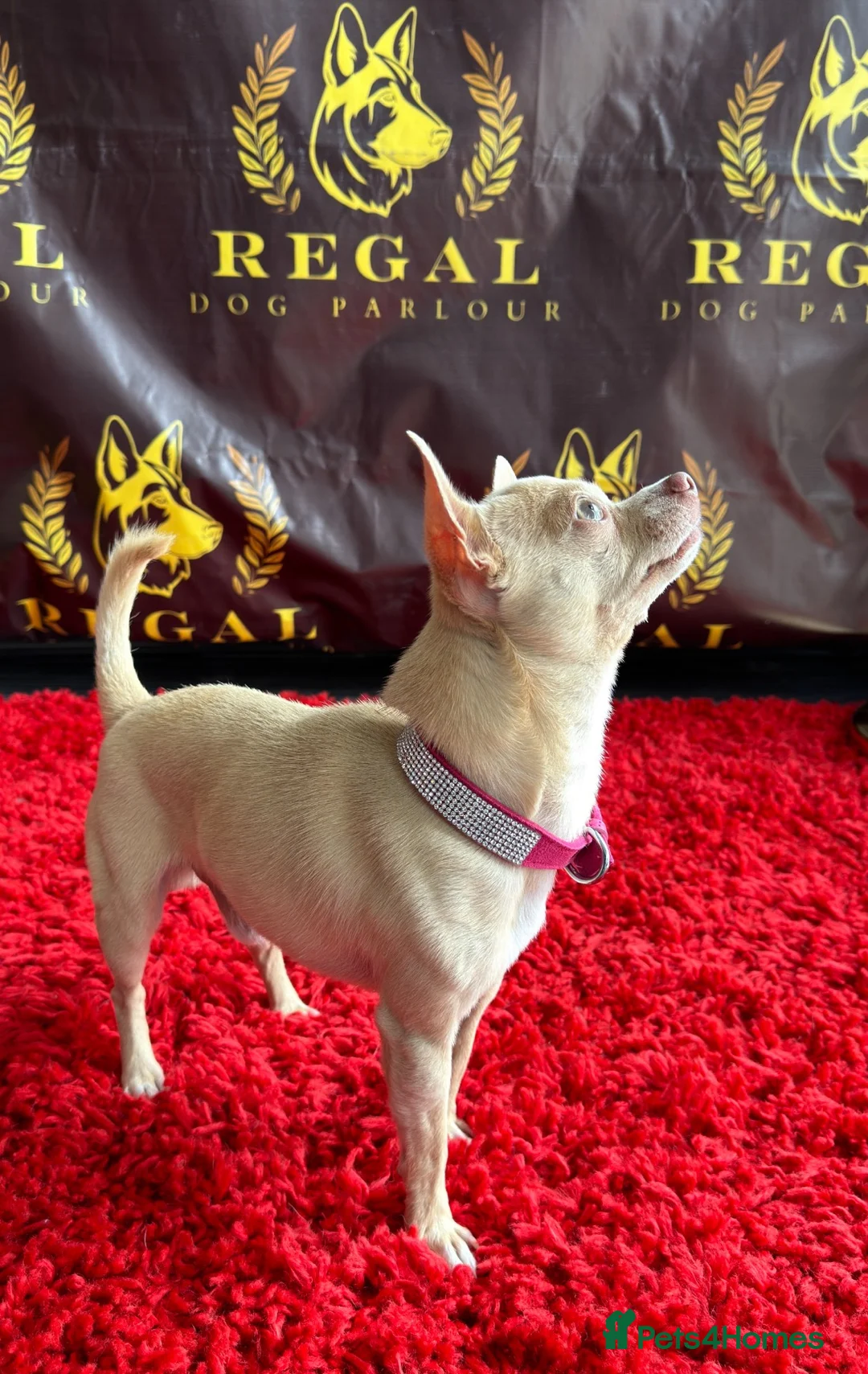 Chihuahua dogs for stud: Micro Chihuahua Stud Cream Fawn - With Clinic in Milton Keynes - Advert 5