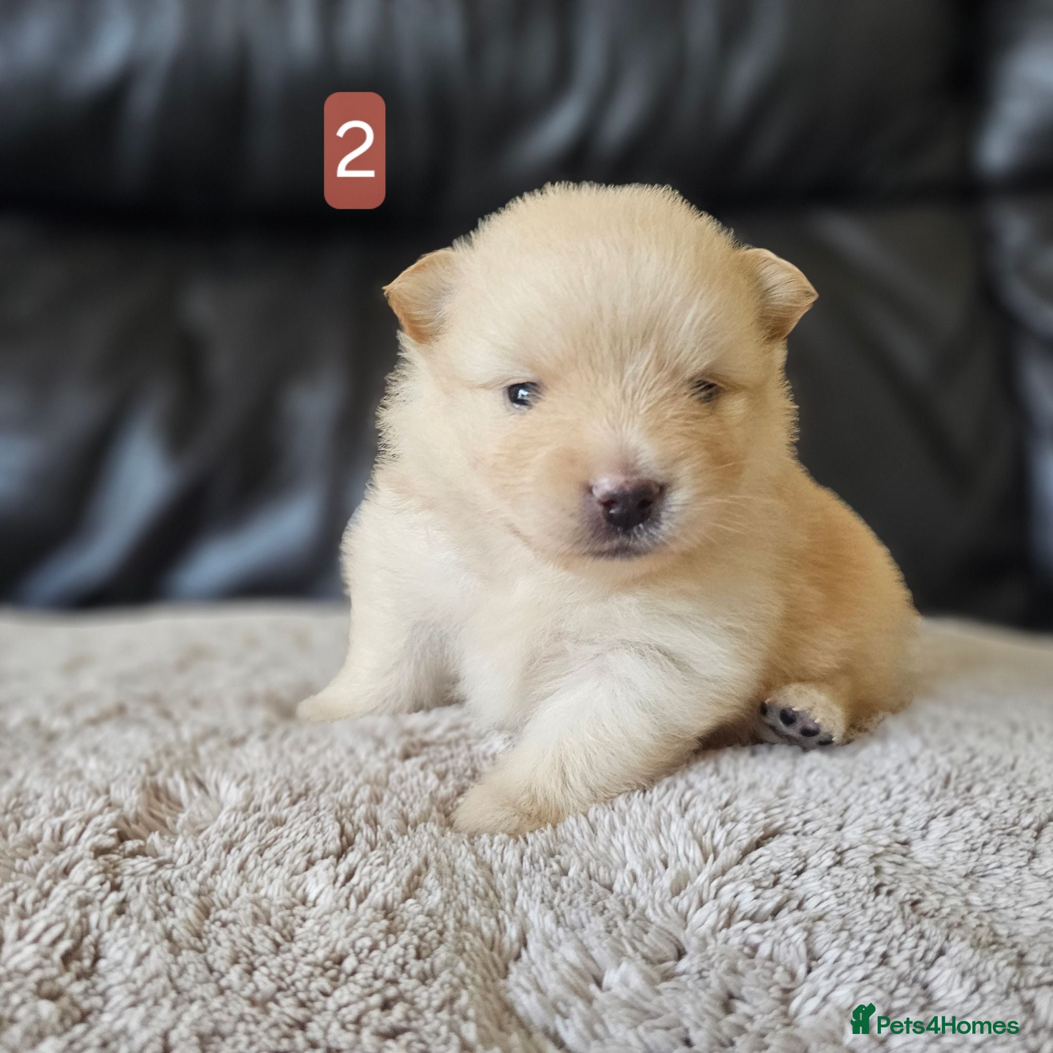 Pomeranian dogs Beautifull litter of full pomeranians - Advert 8