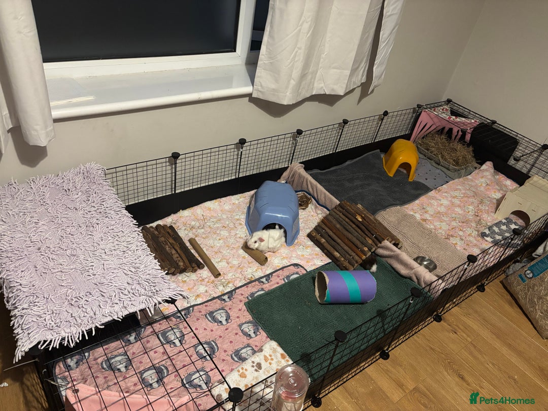 Guinea Pig rodents for sale: Four Guinea Pigs with Set Up and Accessories - Image 1