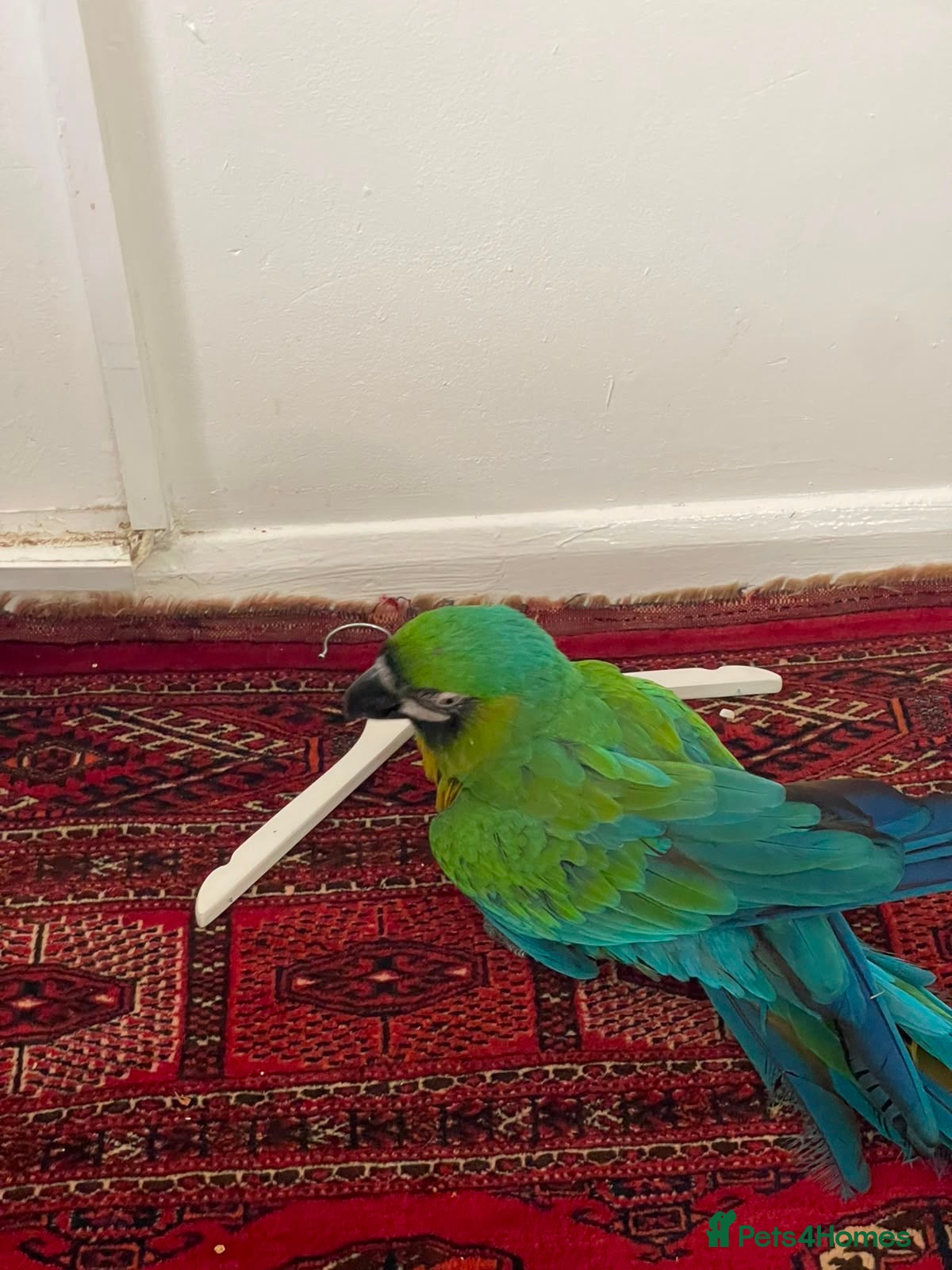Parrots birds for sale: Rare stunning hybrid milligold macaw   in Harrow - Advert 7