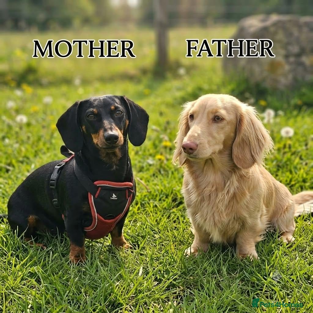 Dachshund dogs for sale: Medium sized' short legged Dachshund puppies - Advert 2