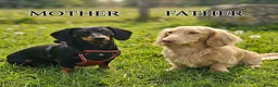 Dachshund dogs for sale: Medium sized' short legged Dachshund puppies - Advert 3