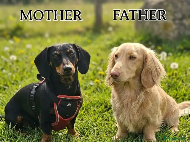 Dachshund dogs for sale: Medium sized' short legged Dachshund puppies - Advert 2