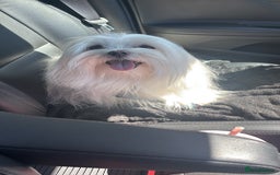 Maltese dogs for stud: Maltese stud only !!   - Image 2