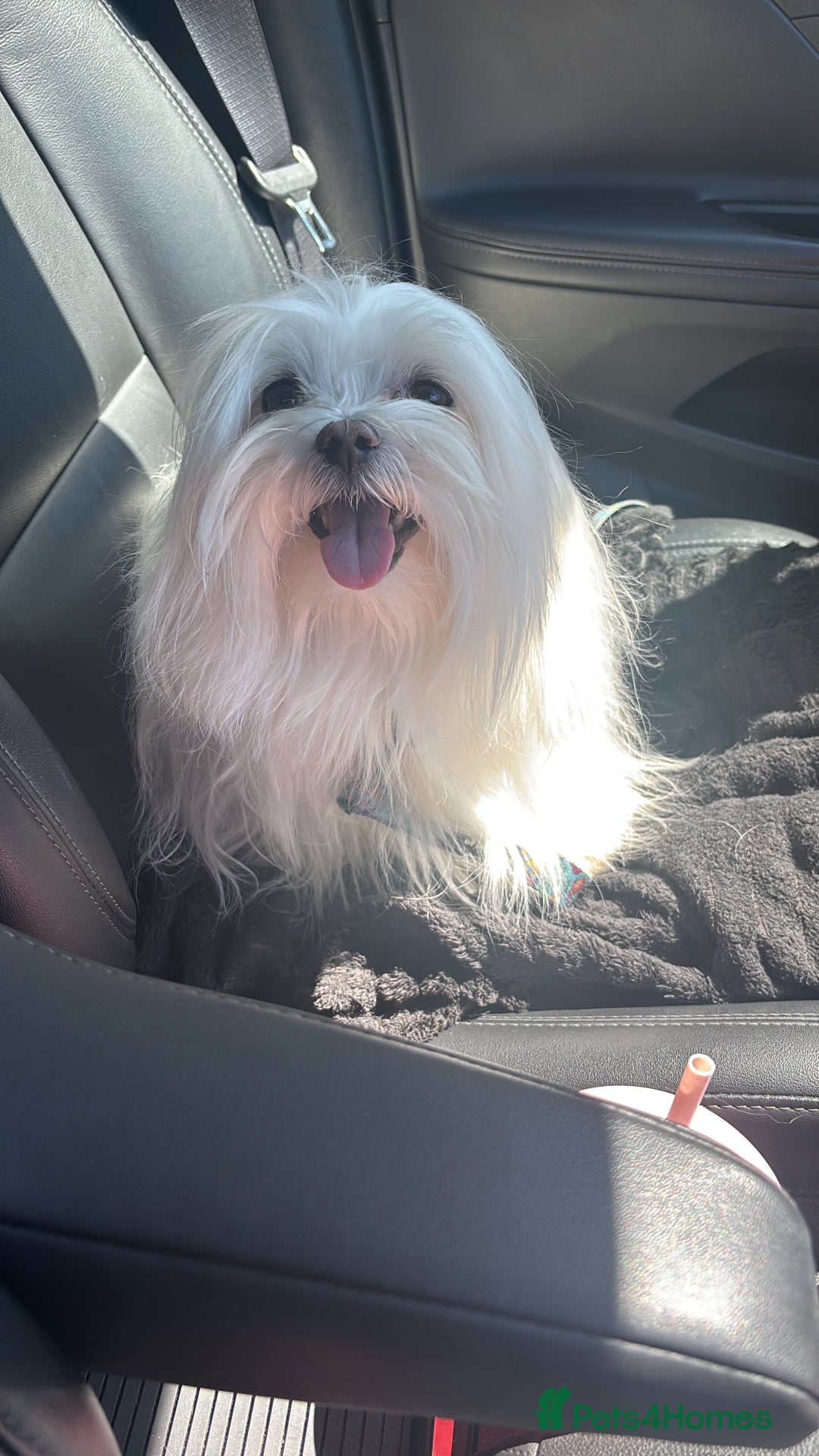 Maltese dogs for stud: Maltese stud only !!   - Image 2