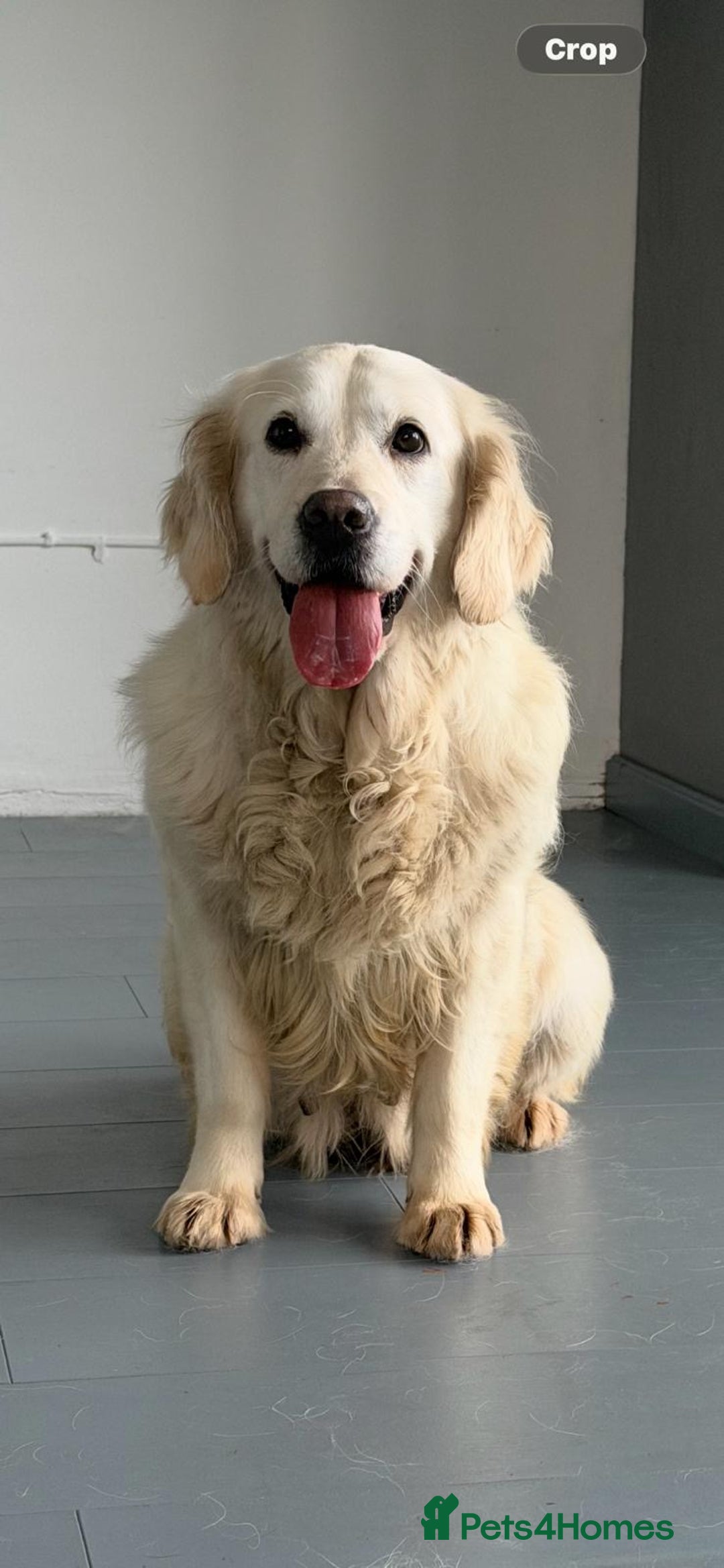 Golden Retriever dogs for sale: Rosie adult golden retriever female for sale  - Advert 3