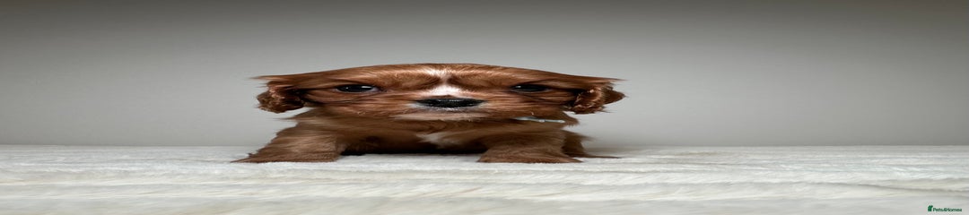 Cavalier King Charles Spaniel Puppy 4