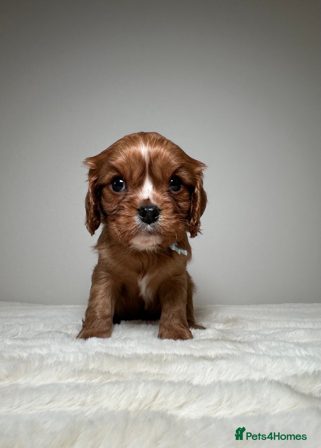 Cavalier King Charles Spaniel dogs for sale: Health Tested parents, Beautiful litter of CKCS - Image 13