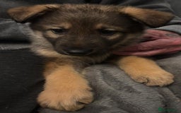 Mixed Breed dogs for sale: German shepherd x Alaskan malamute - Image 3