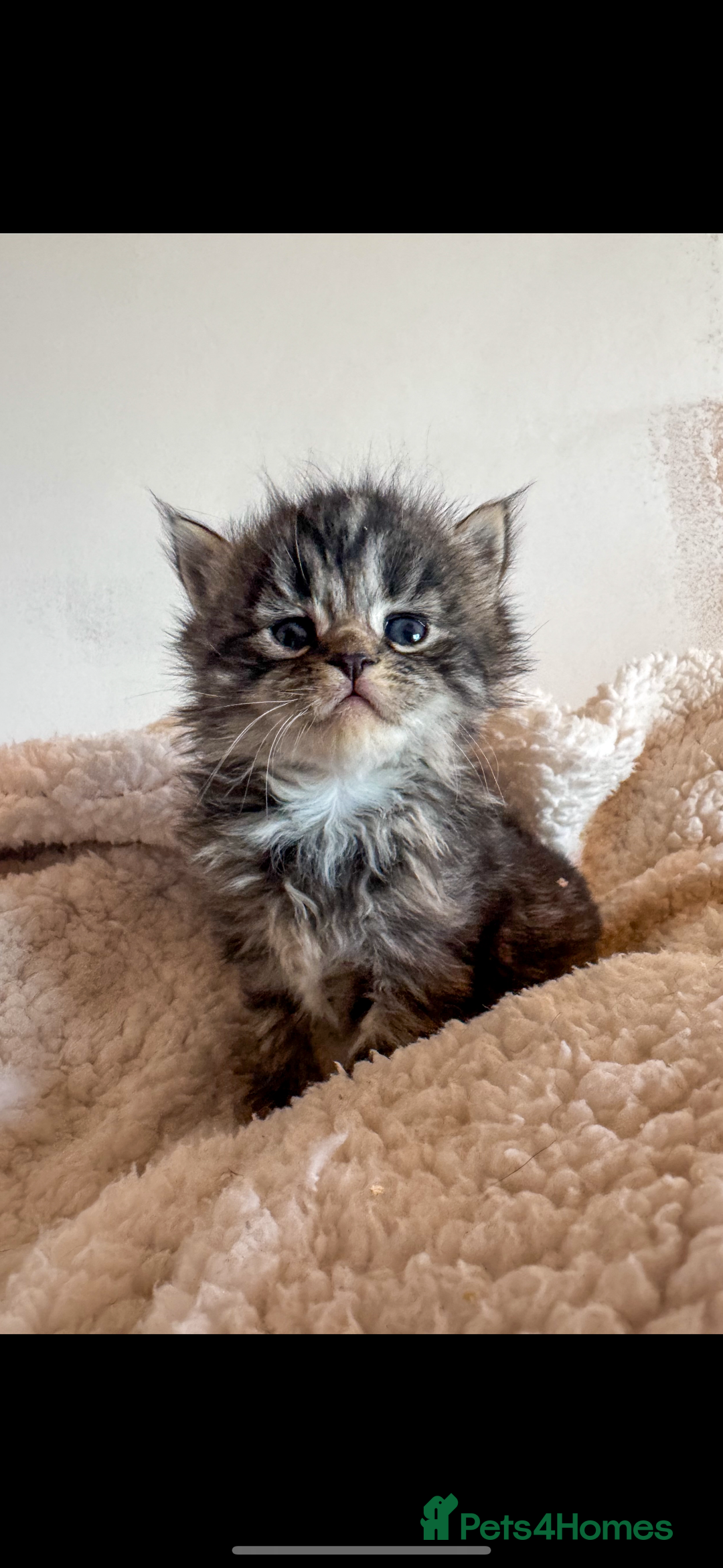 Ragdoll cats for sale: Ragdoll cross  - Advert 6