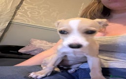 Mixed Breed dogs for sale: Dachshund crossed Jack Russell Chihuahua Puppies!  - Image 12