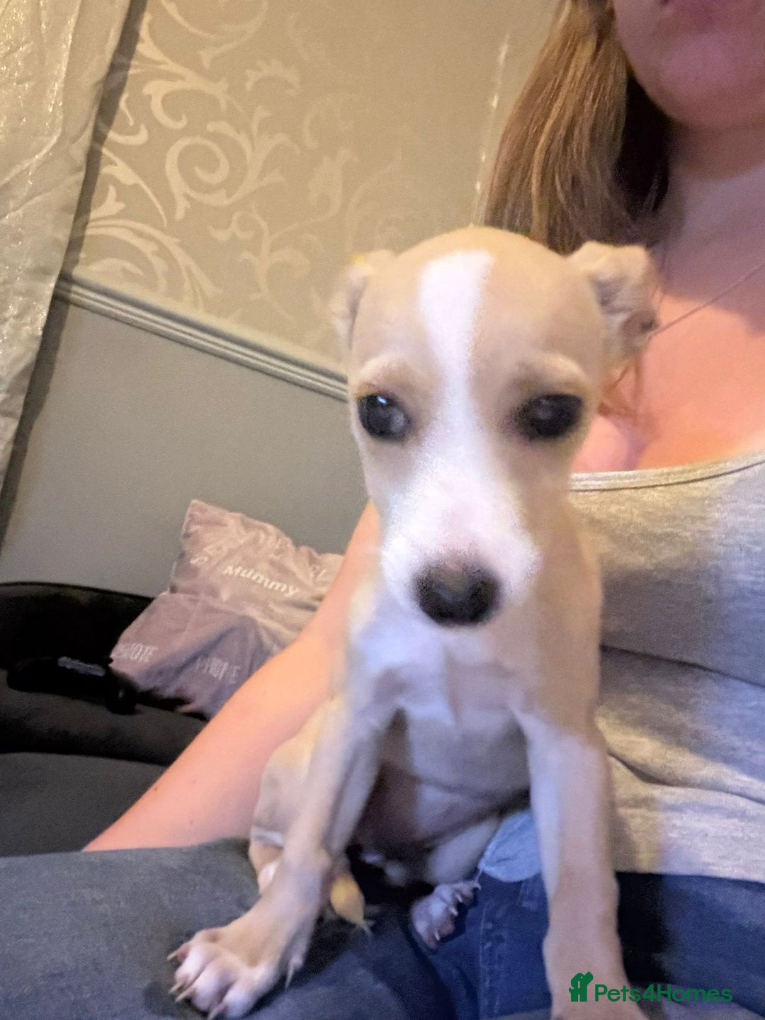 Mixed Breed dogs for sale: Dachshund crossed Jack Russell Chihuahua Puppies!  - Image 12