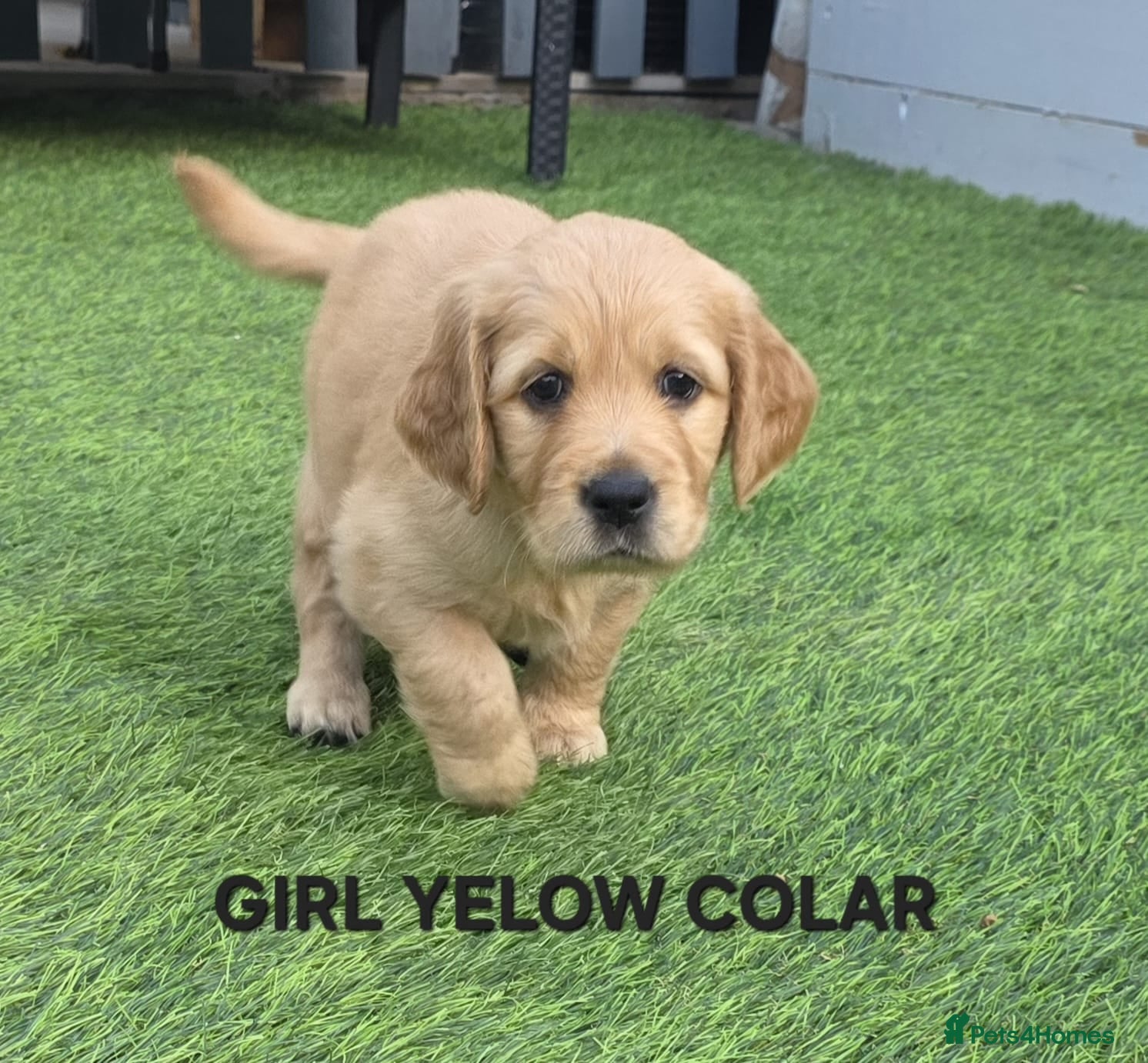 Golden Retriever dogs Lovely Golden Retriever Puppy's  - Advert 2