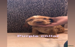 Cocker Spaniel dogs for sale: Full pedigree Show Cocker Spaniel Puppies 🐾 - Image 7