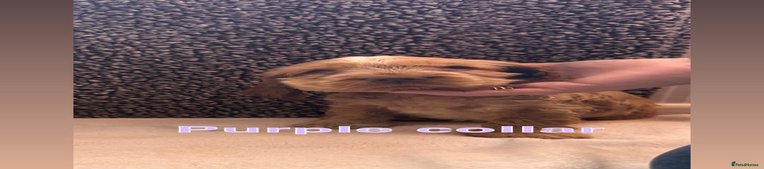 Purple collar