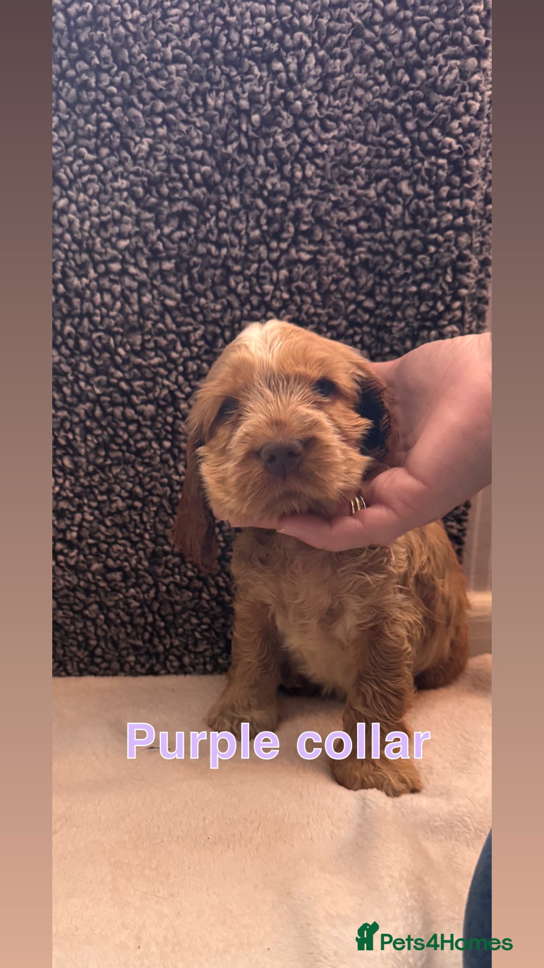 Cocker Spaniel dogs for sale: Full pedigree Show Cocker Spaniel Puppies 🐾 - Image 7