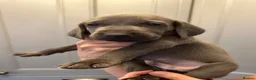 Weimaraner dogs for sale: KC reg male and females  - Advert 5