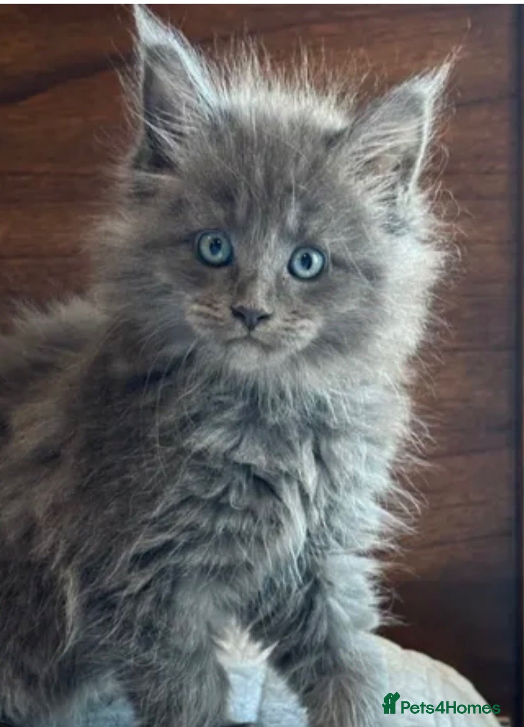 Maine Coon cats Xl Maine coon kittens  - Advert 2