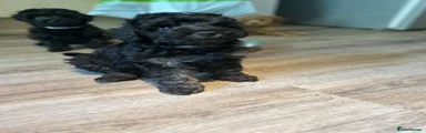 Toy Poodle 1