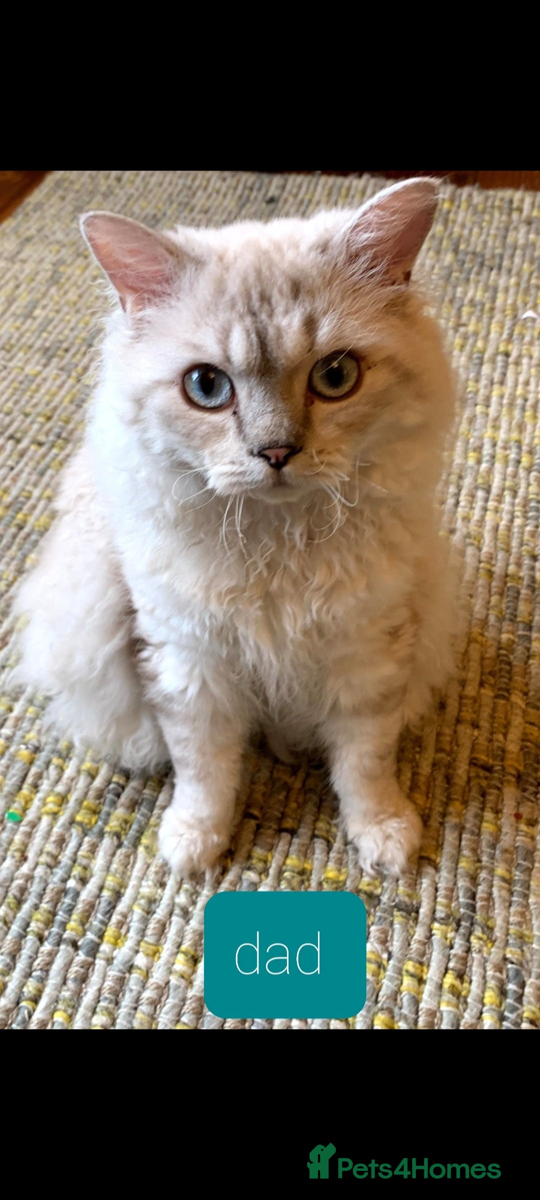 Selkirk Rex cats Handsome Selkirk  in London - Advert 18