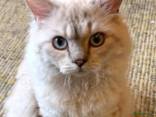 Selkirk Rex cats in London - Advert 10