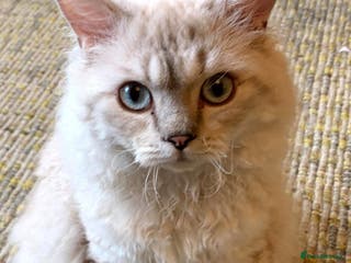 Selkirk Rex cats Handsome Selkirk in London - Advert 1