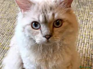 Selkirk Rex cats Handsome Selkirk in London - Advert 1