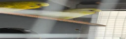 Budgerigars birds for sale: Budgies - Advert 2