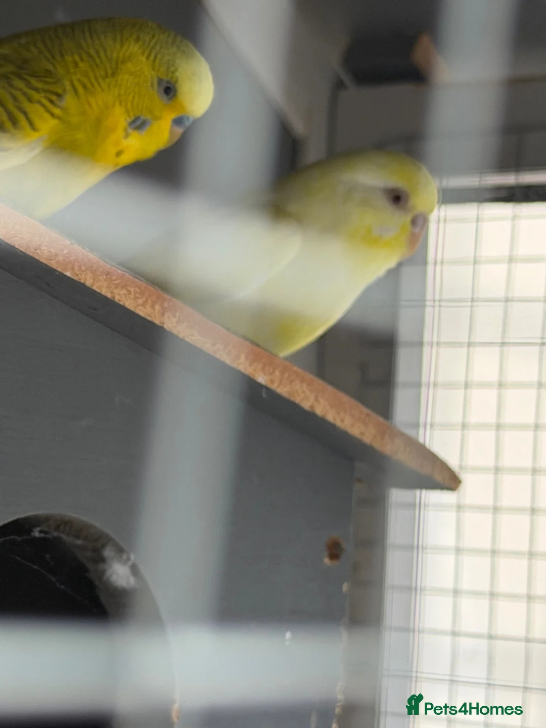 Budgerigars birds for sale: Budgies - Advert 2