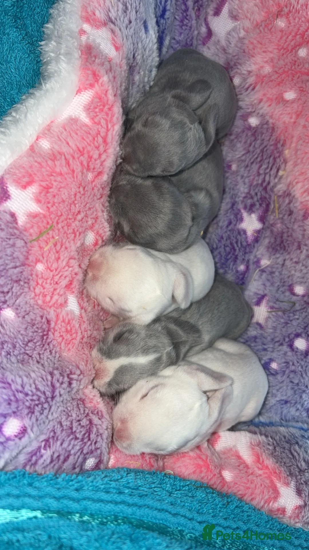 Mixed Breed rabbits for sale: Baby bunnies in Leicester - Advert 6