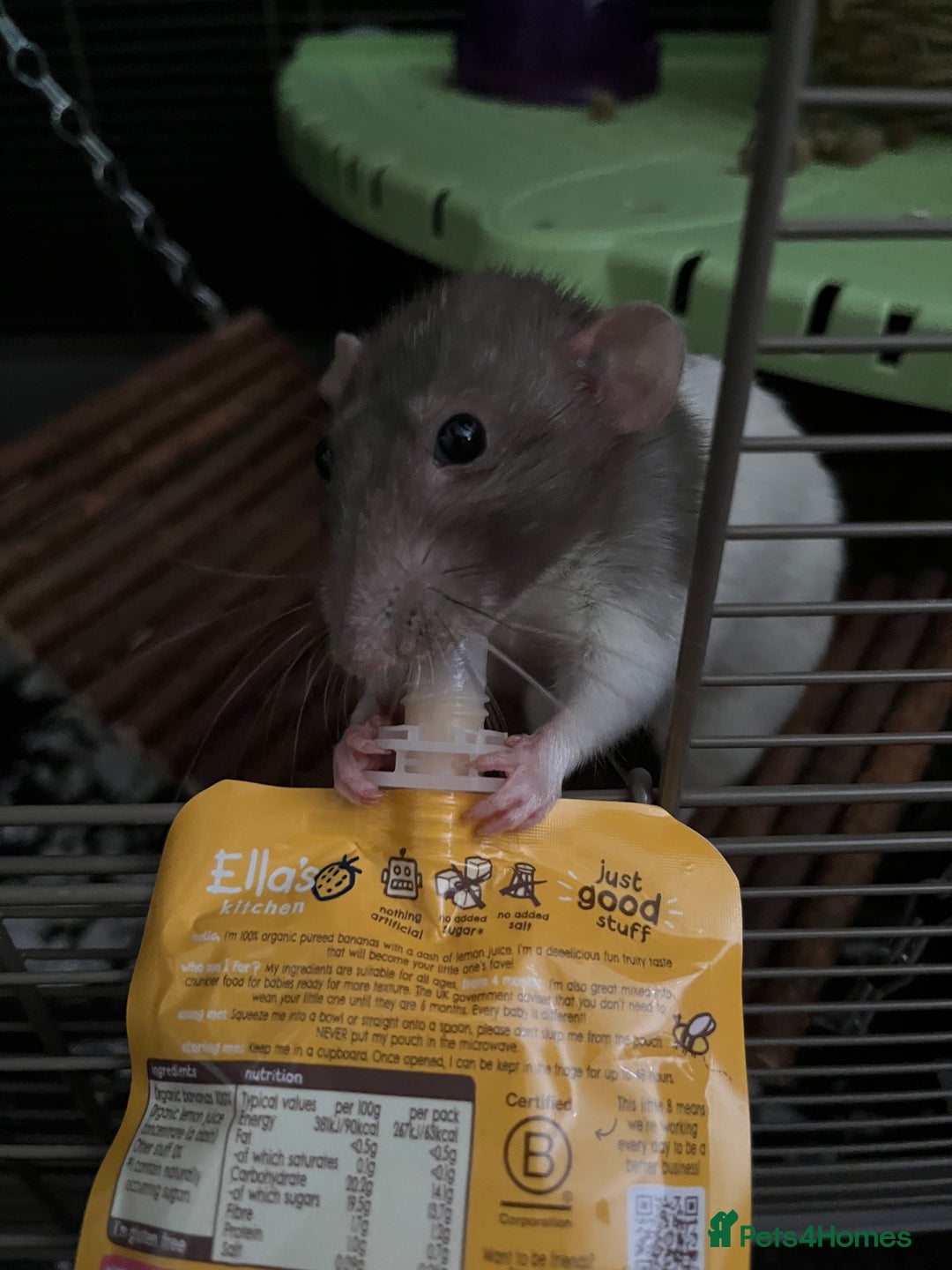 Rat rodents for sale: Rehoming my rats  - Image 6