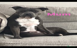 Staffordshire Bull Terrier dogs for sale: 🐾 Last female KC registered girls 🐾   - Image 4