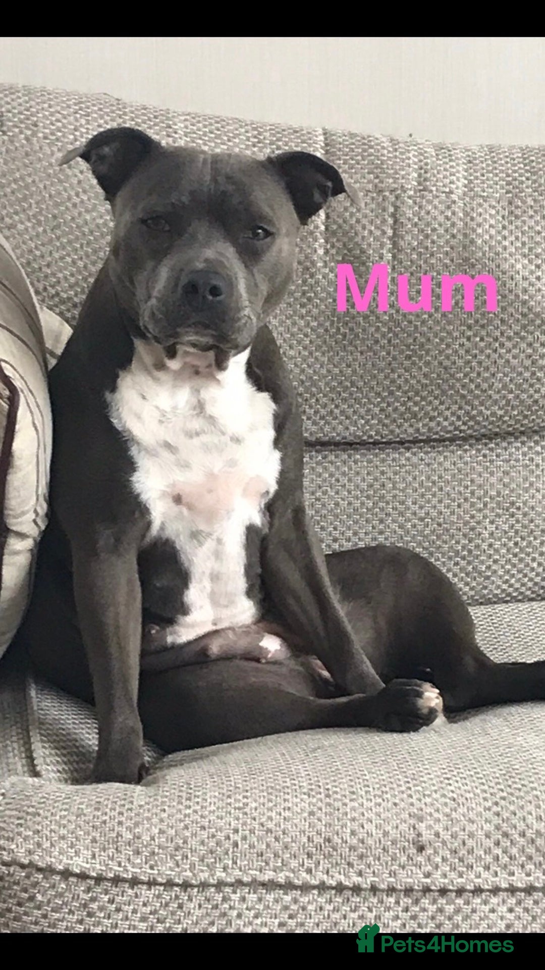 Staffordshire Bull Terrier dogs for sale: 🐾 Last female KC registered girls 🐾   - Image 4