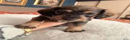 Mixed Breed dogs for sale: Miniature dachshund cross cavachons in Grantham - Advert 15