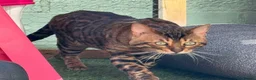 Bengal cats for sale: ✨ Beautiful Bengal Kittens✨ - Advert 33