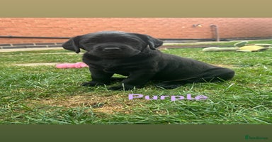 Labrador Retriever dogs - Advert 3