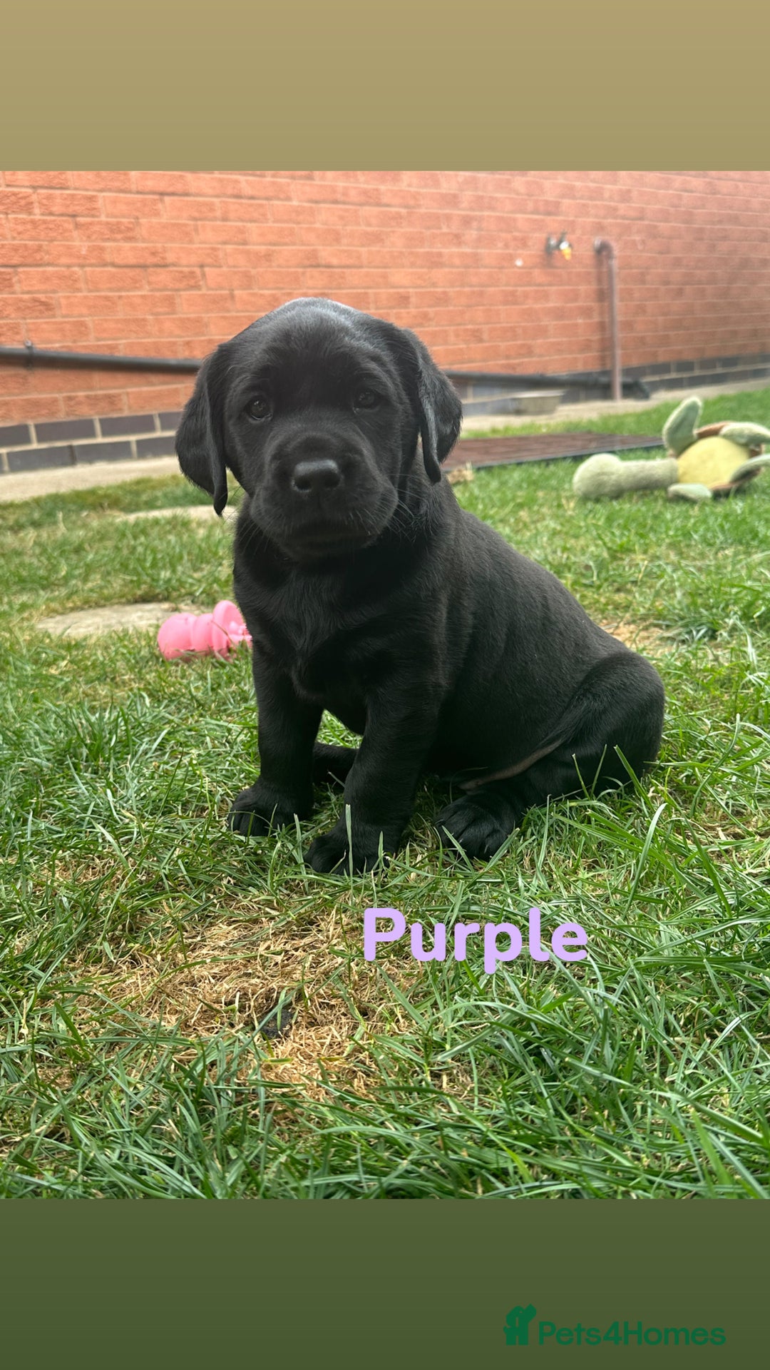 Labrador Retriever dogs for sale: Ready to leave! Beautiful KC Fox Red Labrador Girl - Image 12
