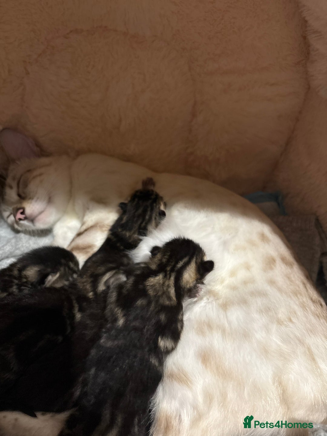 Bengal cats for sale: 5 bengal kittens  - Image 3