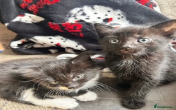 Mixed Breed cats for sale: For sale - Image 3